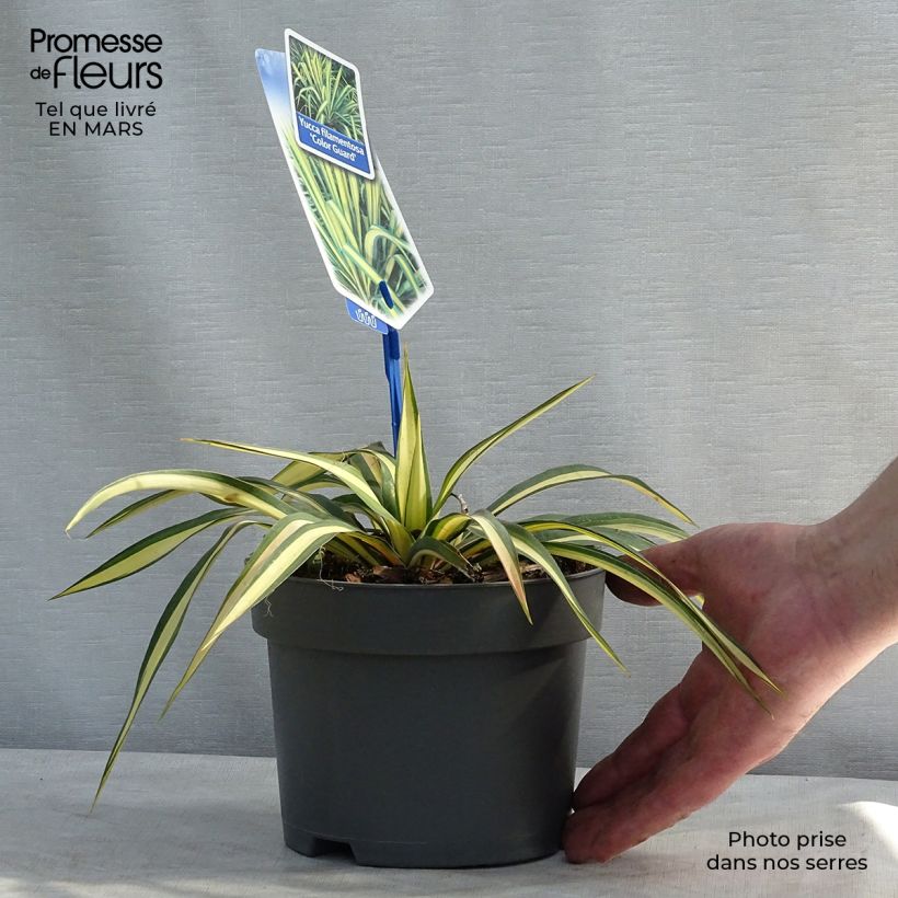 Yucca filamentosa Colour Guard Vaso da 2L/3L esemplare consegnato in primavera