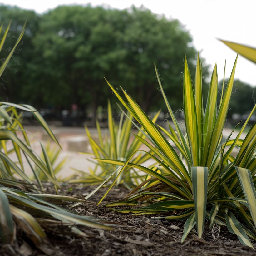Yucca filamentosa Colour Guard (Porto)