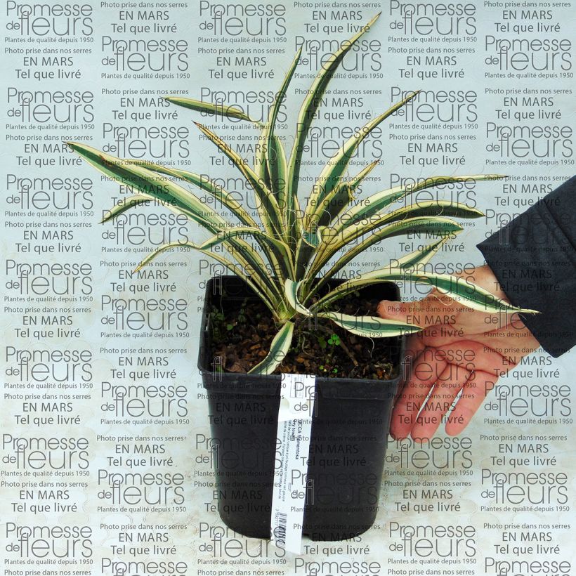 Example of Yucca filamentosa Ivory Tower Vaso da 2L/3L as you get