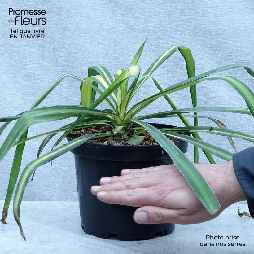 Example of Yucca flaccida Golden Sword Vaso da 2L/3L as you get in hiver