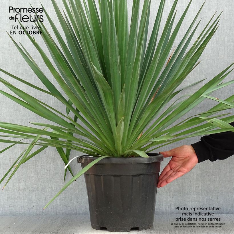 Esemplare di Yucca gloriosa Vaso da 7,5L/10L come consegnato in autunno