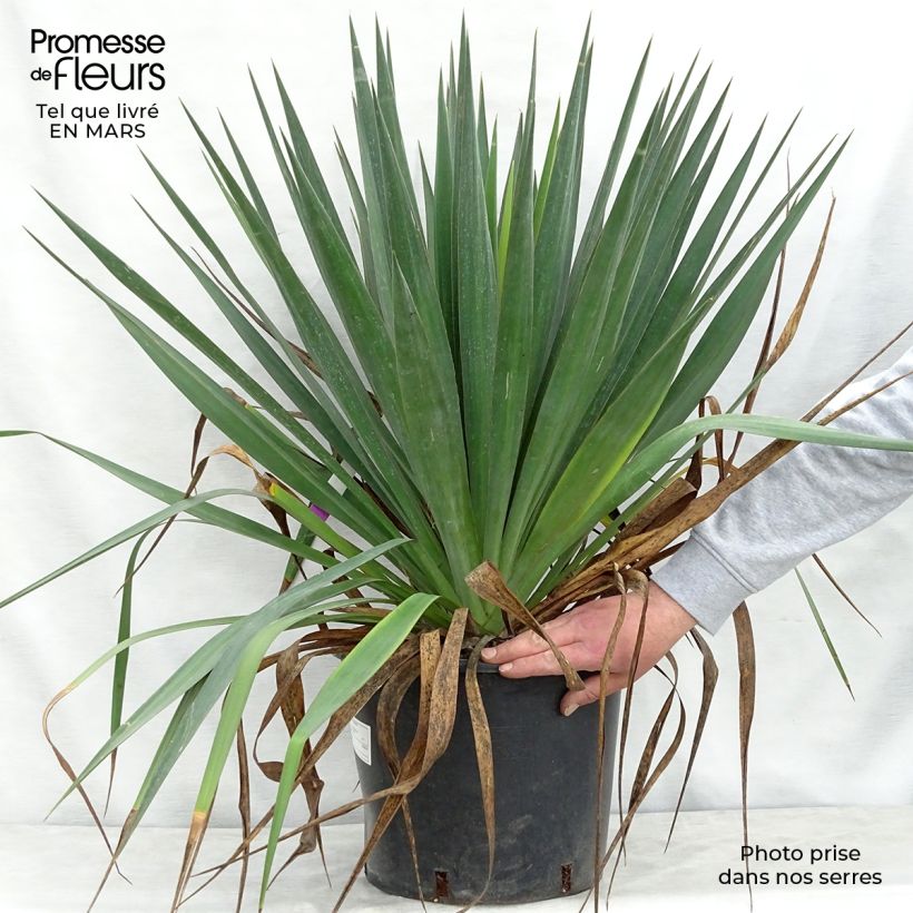 Yucca gloriosa Vaso da 7,5L/10L esemplare consegnato in primavera
