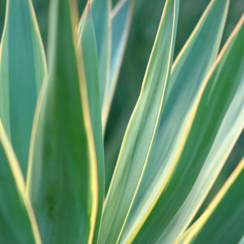 Yucca gloriosa Variegata (Foliage)
