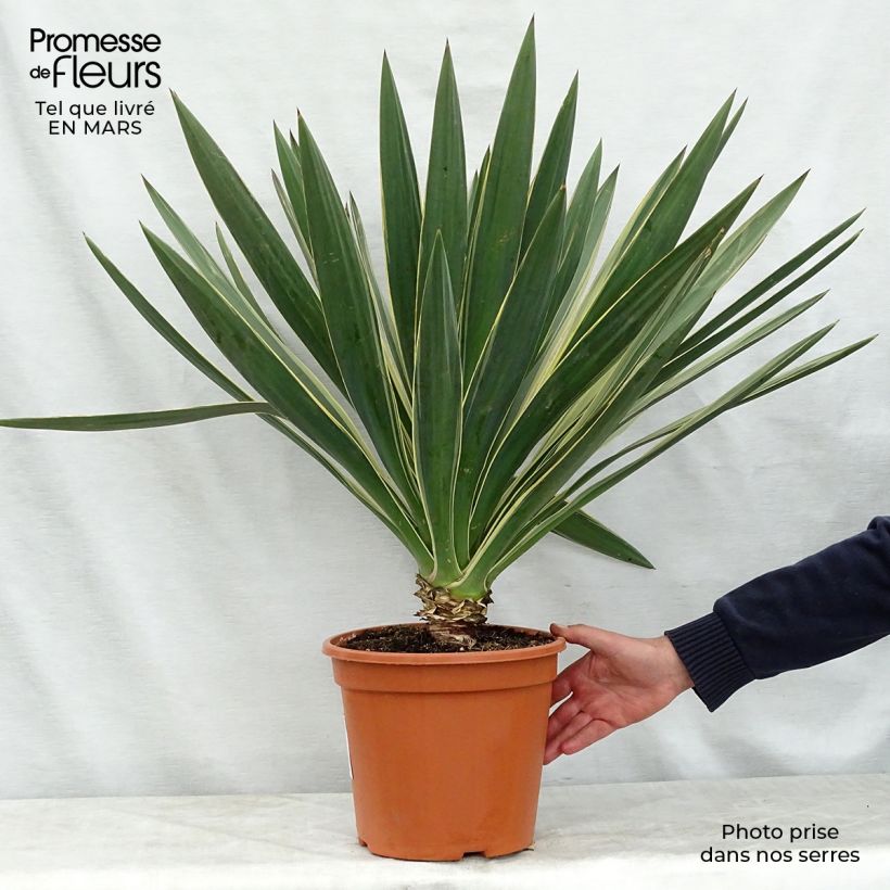 Example of Yucca gloriosa Variegata Vaso da 4L/5L as you get in printemps