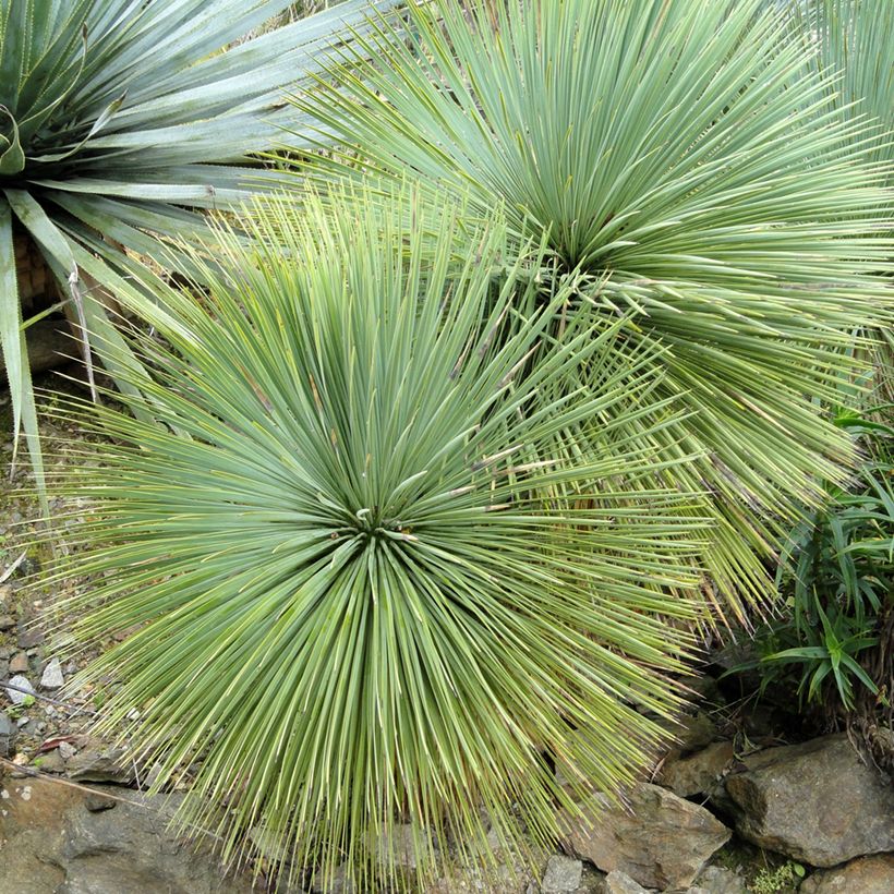Yucca linearifolia (Fogliame)