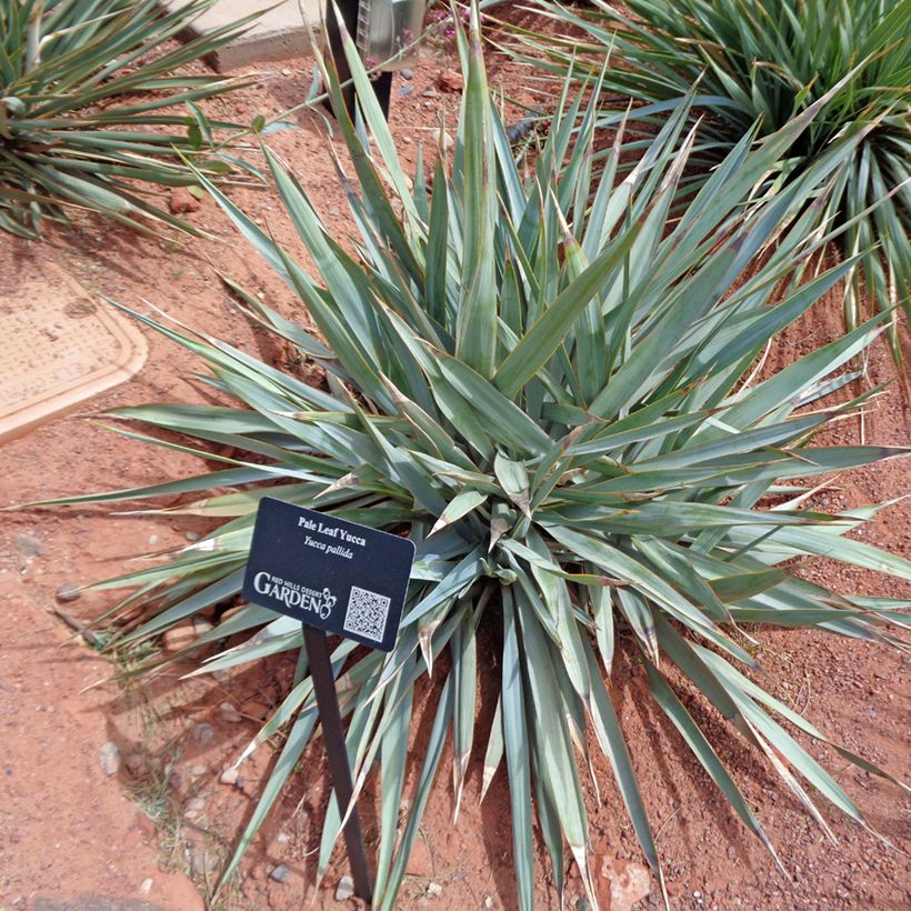 Yucca pallida (Foliage)