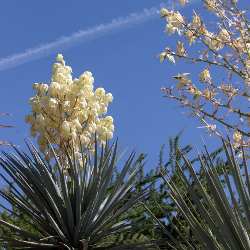 Yucca rigida Blue Sentry (Flowering)