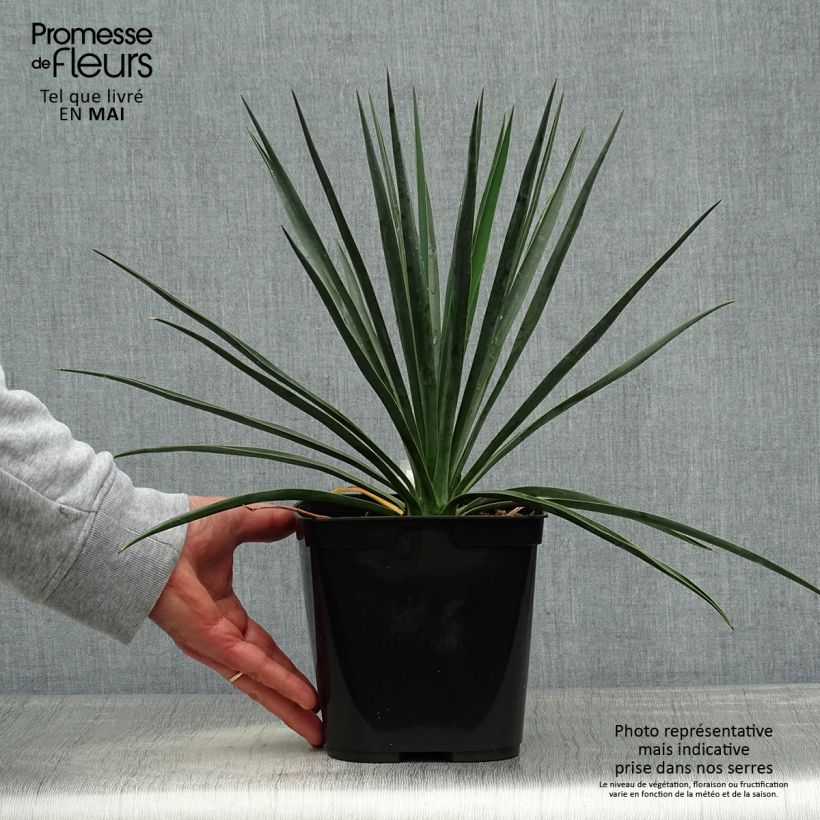 Example of Yucca rigida Blue Sentry Vaso da 3L/4L as you get in printemps