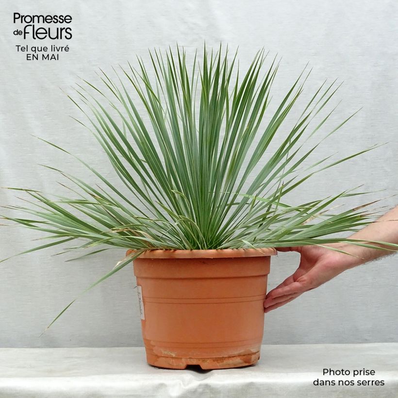 Example of Yucca rostrata Vaso da 12L/15L as you get in printemps