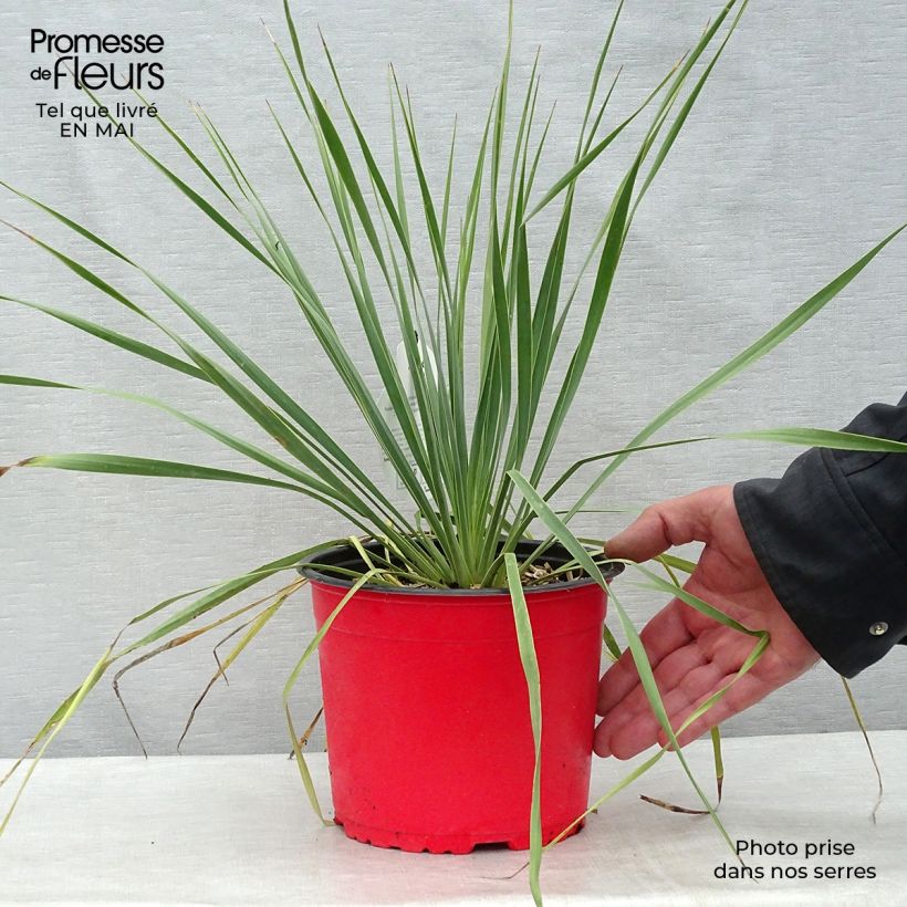 Example of Yucca rostrata Vaso da 2L/3L as you get in printemps