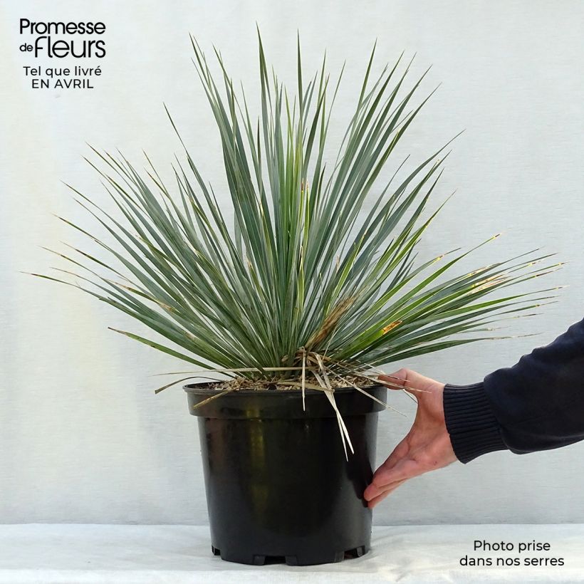 Example of Yucca rostrata Vaso da 3L/4L as you get in printemps