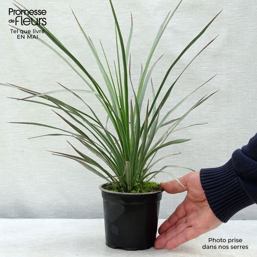 Example of Yucca whipplei Vaso da Ø 12 cm / 13 cm as you get in printemps