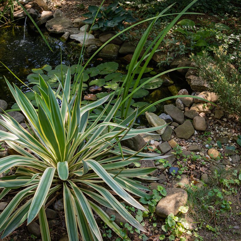 Yucca gloriosa Variegata (Porto)