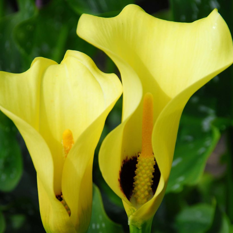 Zantedeschia Black Magic - Calla (Fioritura)