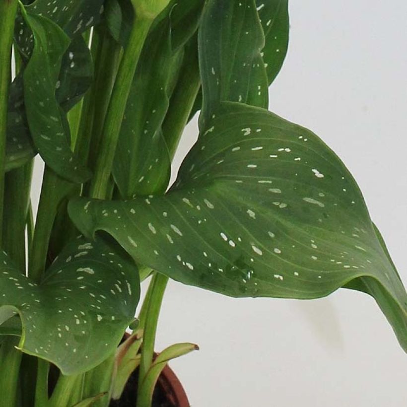 Zantedeschia Captain Fuego - Calla (Fogliame)