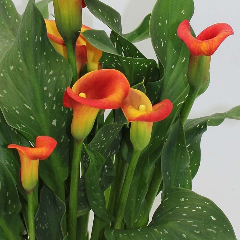 Zantedeschia Captain Fuego - Calla (Fioritura)