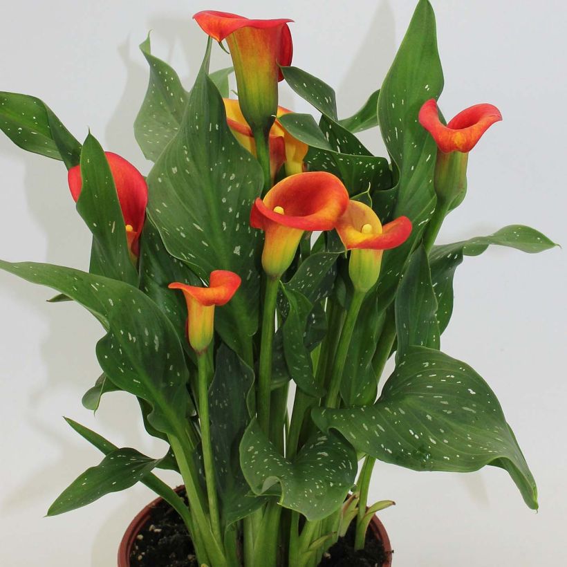 Zantedeschia Captain Fuego - Calla (Porto)