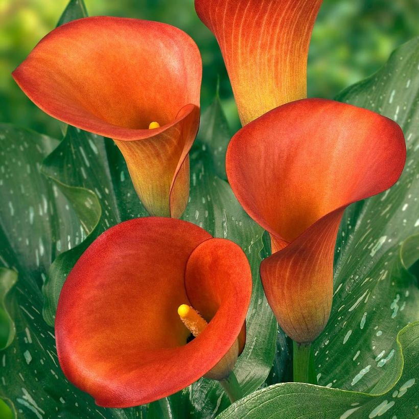 Zantedeschia Captain Murano - Calla (Flowering)