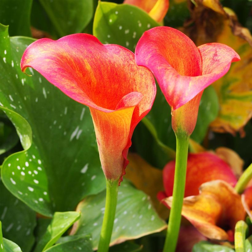 Zantedeschia Captain Trinity - Calla (Flowering)