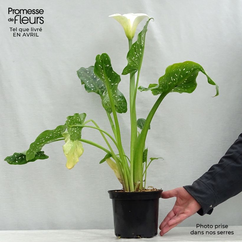 Example of Zantedeschia aethiopica Himalaya - Calla Vaso da 2L/3L as you get in printemps