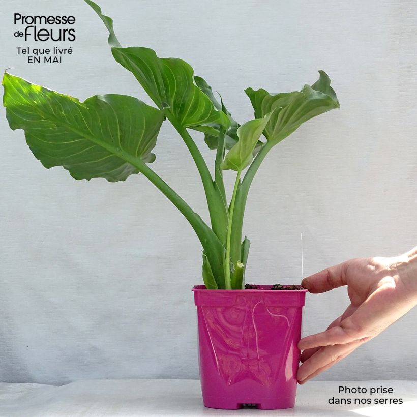 Example of Zantedeschia aethiopica Pink Flamingo - Calla Vaso da 2L/3L as you get in printemps