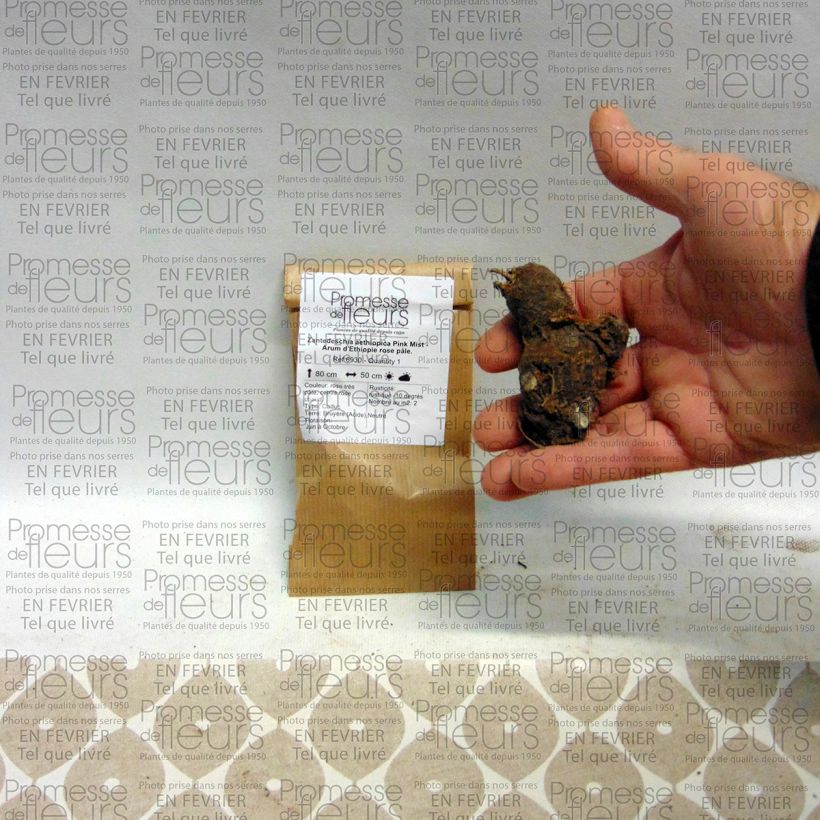 Esempio di esemplare Zantedeschia aethiopica Pink Mist - Calla Bulbo taglia I come consegnato