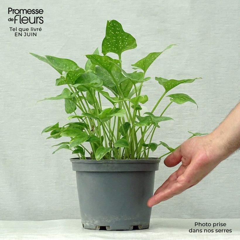 Esemplare di Zantedeschia aethiopica Prince Amaël - Calla Vaso da 2L/3L consegnato in estate