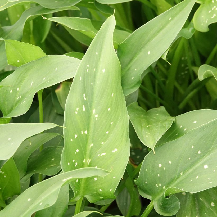 Zantedeschia aethiopica Scented Lady - Calla (Fogliame)