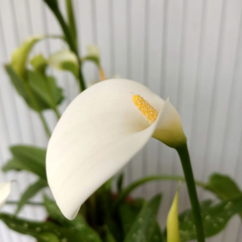 Zantedeschia aethiopica Scented Lady - Calla (Fioritura)