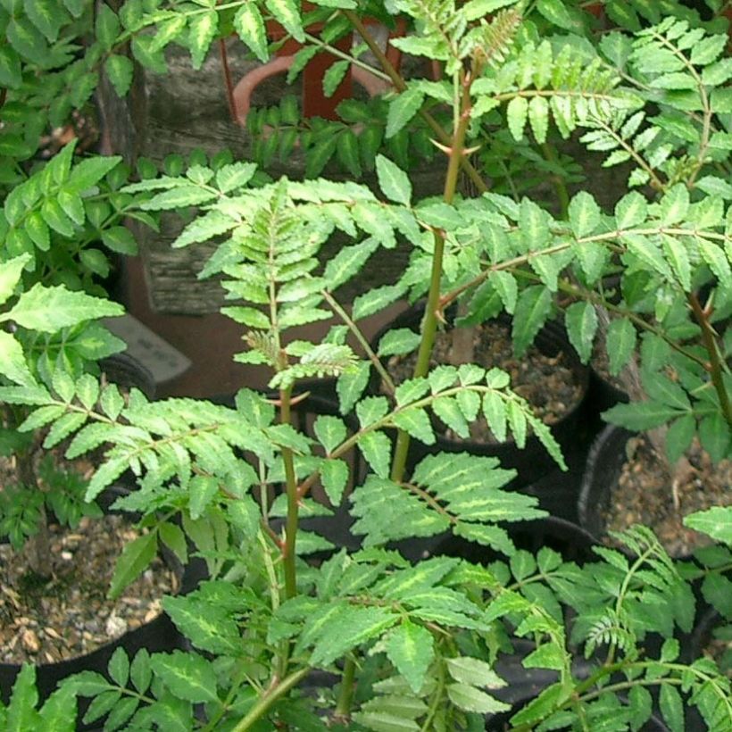 Zanthoxylum piperitum - Pepe di Sichuan (Foliage)