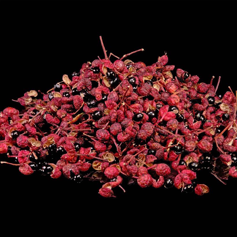 Zanthoxylum piperitum - Pepe di Sichuan (Harvest)