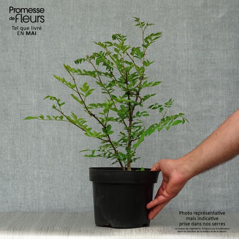 Example of Zanthoxylum simulans - Pepe del Sichuan Vaso da 2L/3L as you get in printemps