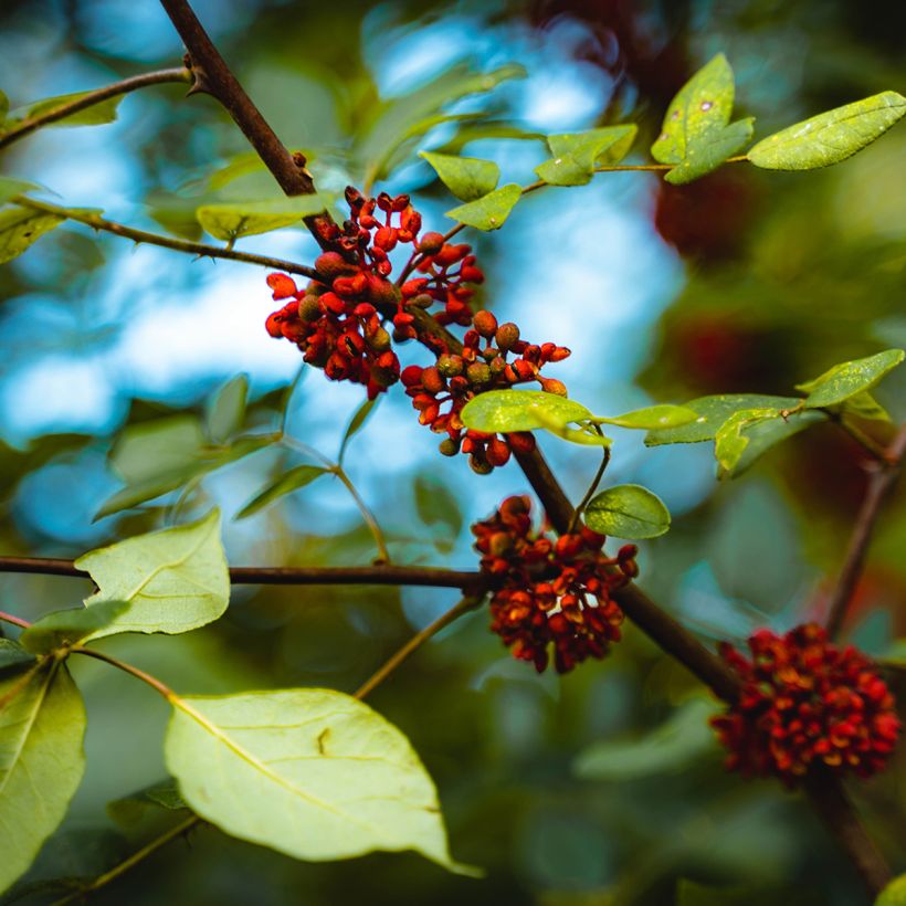 Zanthoxylum americanum - Frassino spinoso (Fioritura)