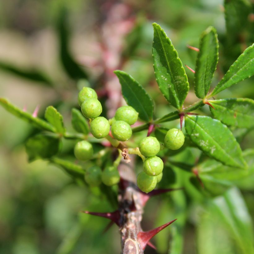 Zanthoxylum armatum - Pepe del Timut (Fogliame)