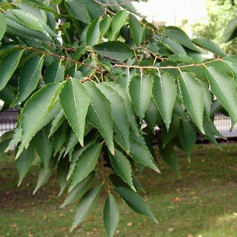 Zelkova serrata - Zelkova giapponese (Foliage)