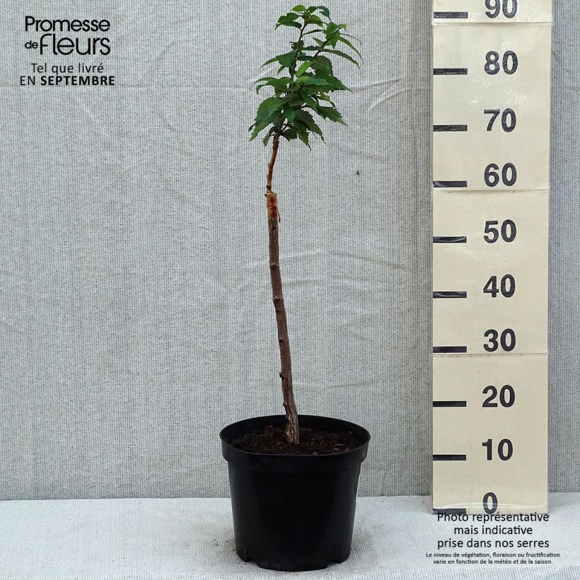 Esemplare di Zelkova serrata Goblin Vaso da 4L/5L consegnato in estate