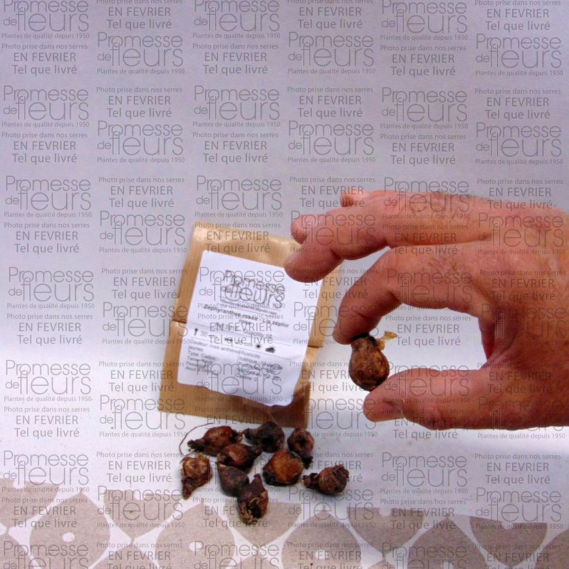 Esempio di esemplare Zephyrantes rosea - Giglio della pioggia Bulbo taglia I come consegnato