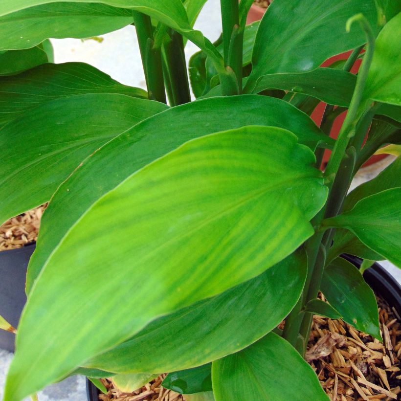 Zingiber mioga - Myoga (Foliage)