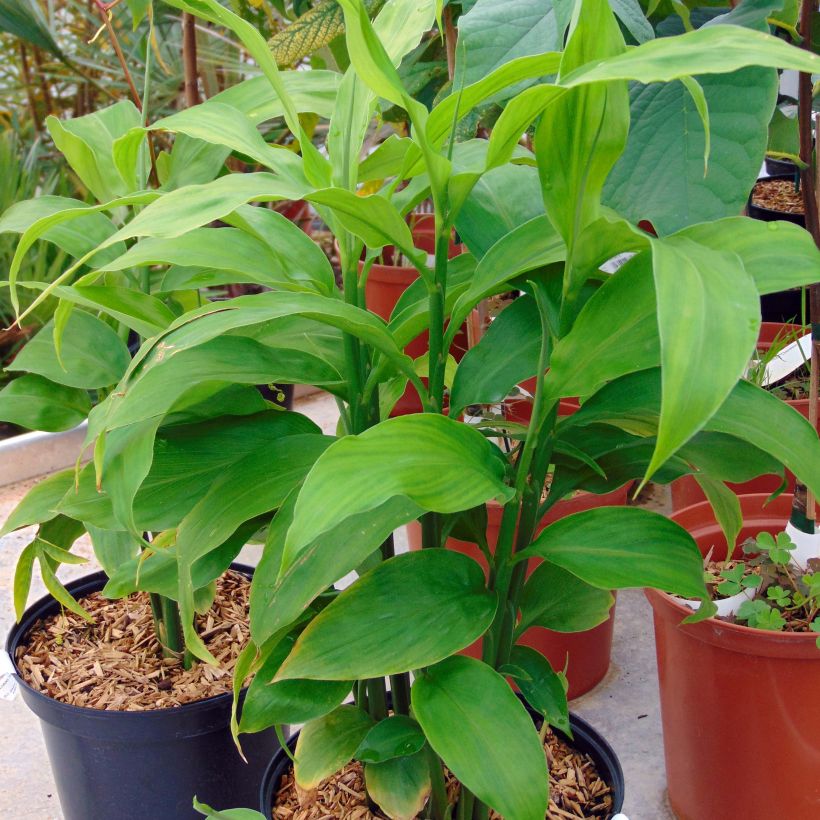 Zingiber mioga - Myoga (Plant habit)