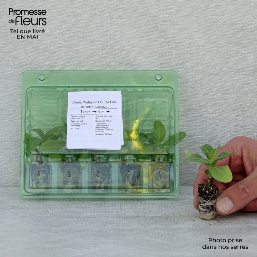 Zinnia zahara Double Fire Mini zolla Ø 1,5/2,5 cm esemplare consegnato in primavera