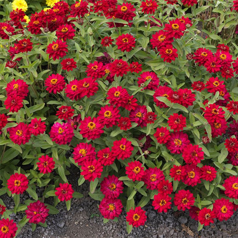 Zinnia Profusion Hot Cherry (Flowering)