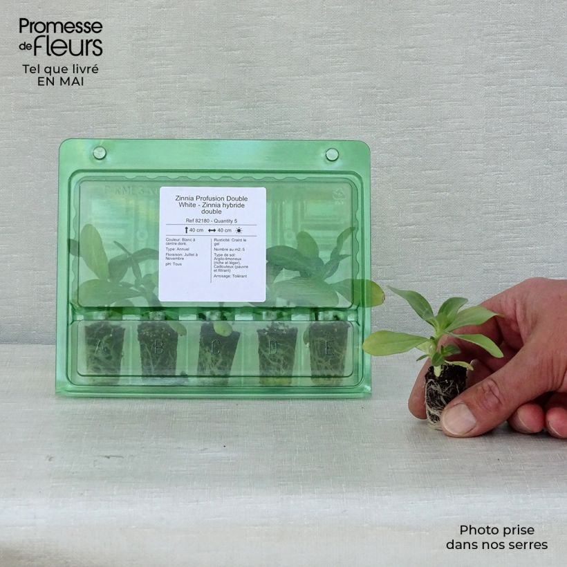 Zinnia Zahara Double White Mini zolla Ø 1,5/2,5 cm esemplare consegnato in primavera