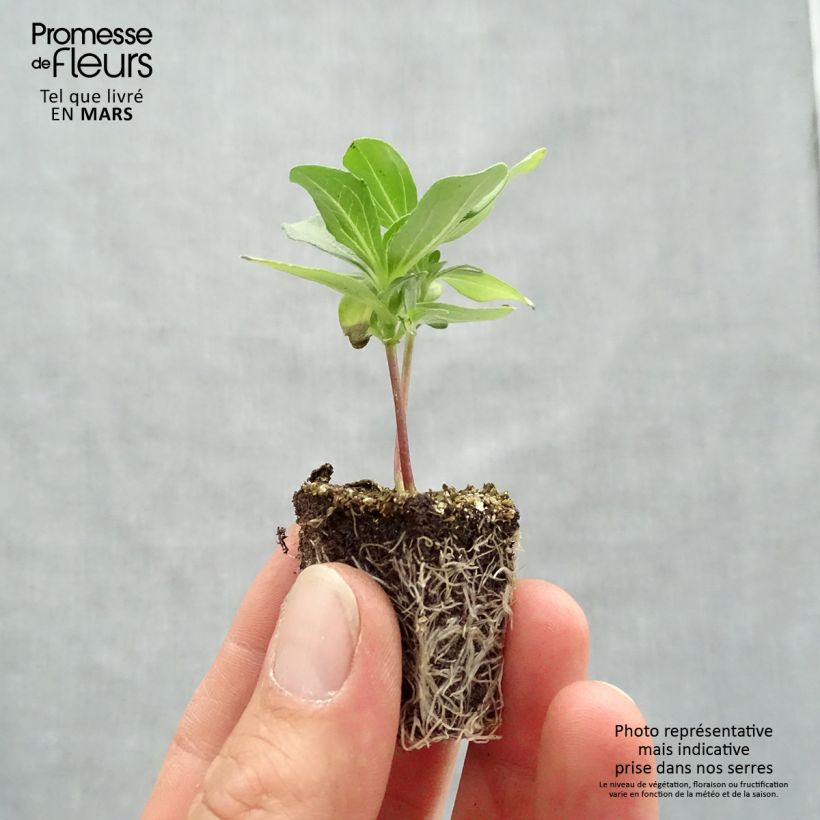 Zinnia Profusion Double Mix Jardimotte: zolla da 3,8 cm x 3,2 cm in vassoio da 16 pezzi. esemplare consegnato in primavera