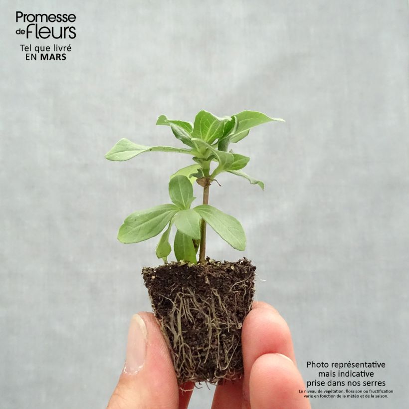 Zinnia Zahara Mix Jardimotte: zolla da 3,8 cm x 3,2 cm in vassoio da 16 pezzi. esemplare consegnato in primavera