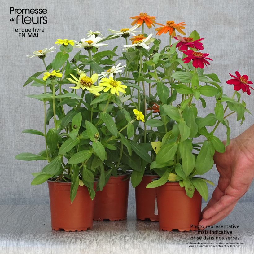 Zinnia Zahara Mix Vaso da Ø 10 cm/11 cm esemplare consegnato in primavera
