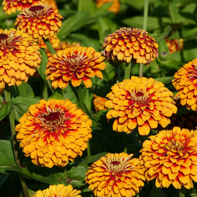 Zinnia Macarenia (Fioritura)