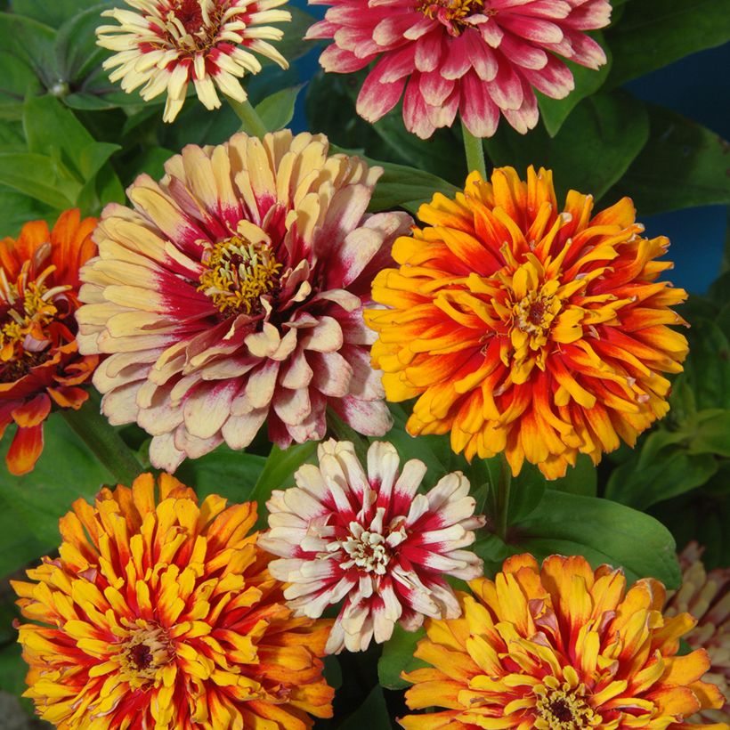 Zinnia Whirlygig Mixed (Fioritura)