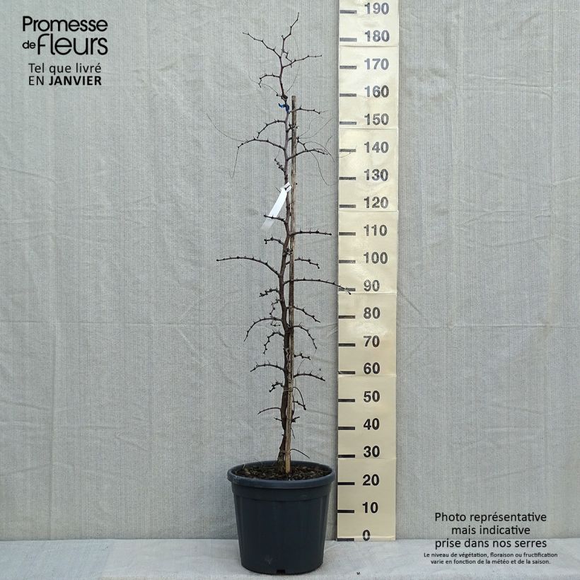 Ziziphus jujuba - Jujubier commun Pot de 12L/15L esemplare consegnato in inverno