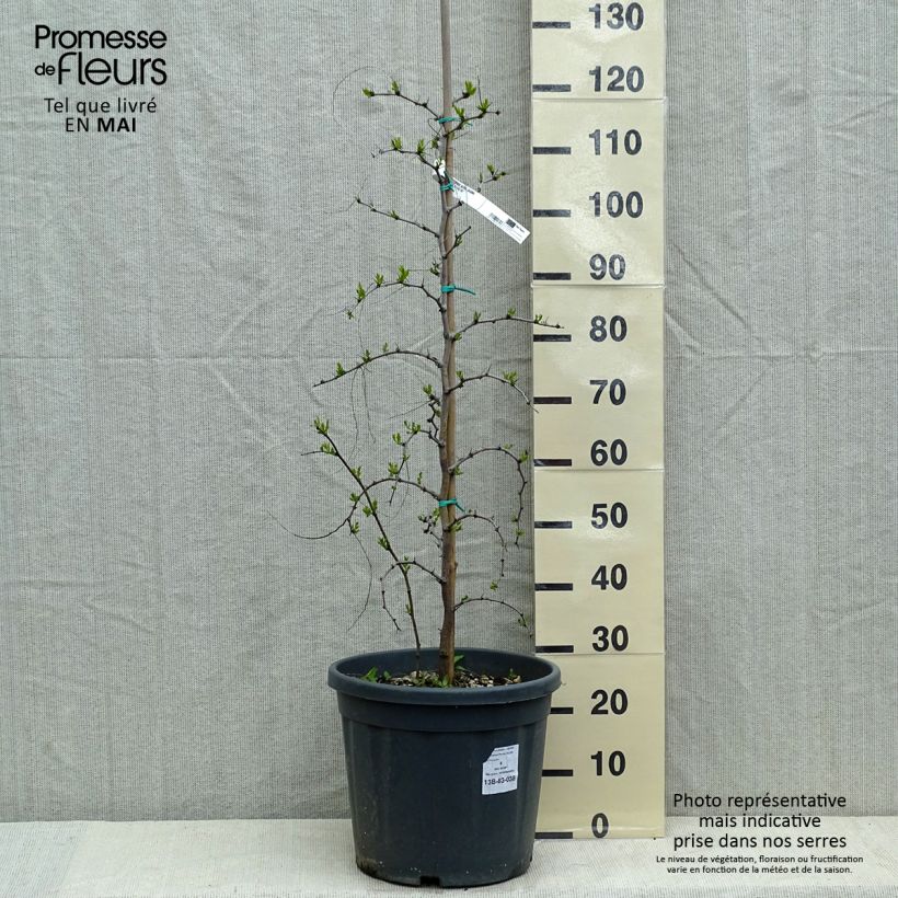 Ziziphus jujuba - Giuggiolo Vaso da 12L/15L esemplare consegnato in primavera