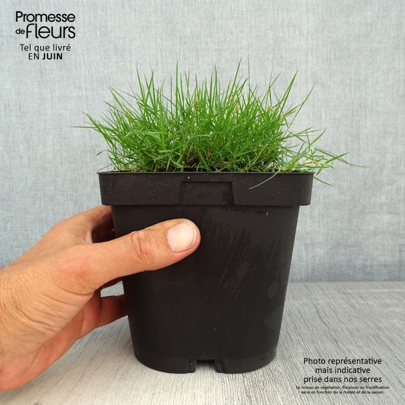 Zoysia tenuifolia Vaso da 2L/3L esemplare consegnato in primavera